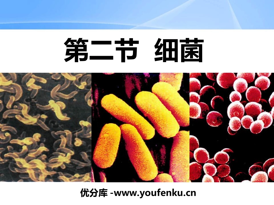 《细菌》细菌和真菌PPT课件[人教版八年级生物上册]_第1页