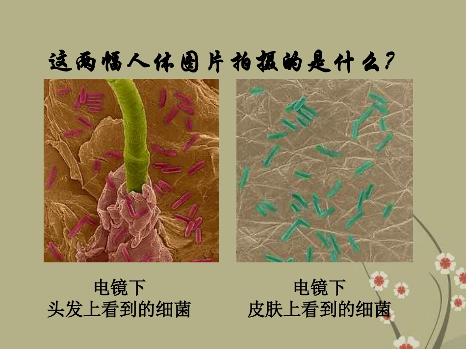 《细菌》细菌和真菌PPT课件[人教版八年级生物上册]_第2页