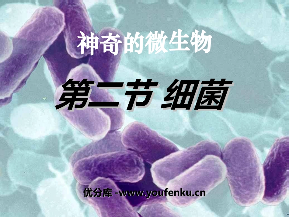 《细菌》细菌和真菌PPT课件[人教版八年级生物上册]_第1页