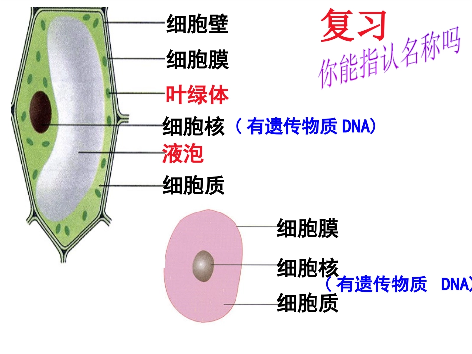 《细菌》细菌和真菌PPT课件[人教版八年级生物上册]_第2页