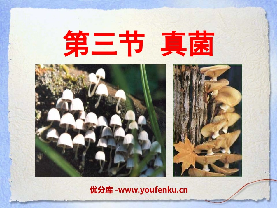 《真菌》细菌和真菌PPT课件[人教版八年级生物上册]_第1页