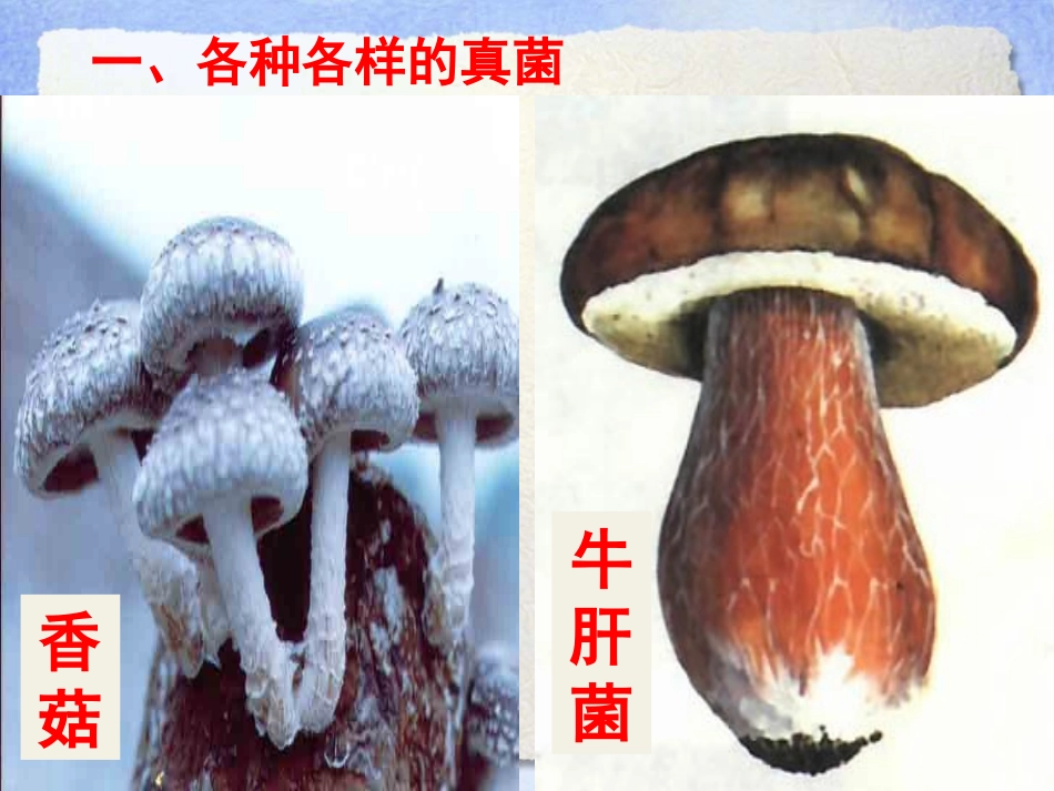 《真菌》细菌和真菌PPT课件[人教版八年级生物上册]_第3页