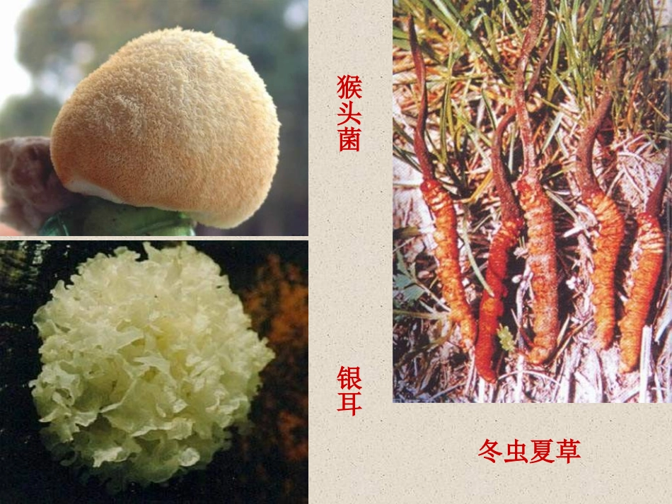 《真菌》细菌和真菌PPT课件[人教版八年级生物上册]_第3页