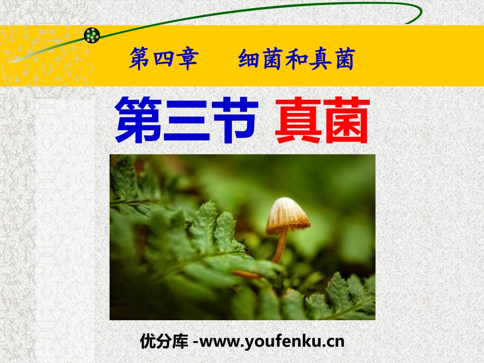 《真菌》细菌和真菌PPT课件[人教版八年级生物上册]_第1页