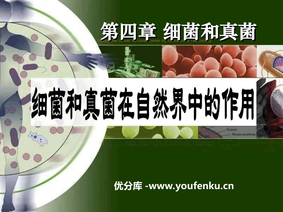 《细菌和真菌在自然界中的作用》细菌和真菌PPT课件_第1页