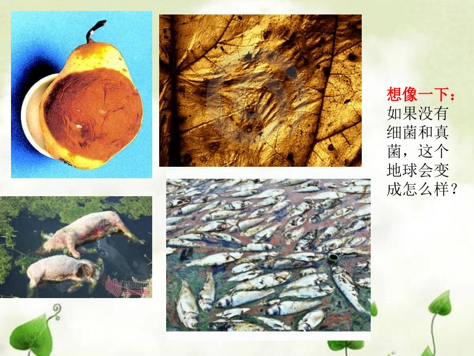 《细菌和真菌在自然界中的作用》细菌和真菌PPT课件_第3页