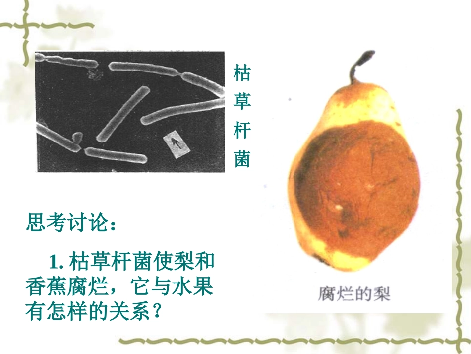 《细菌和真菌在自然界中的作用》细菌和真菌PPT课件_第3页