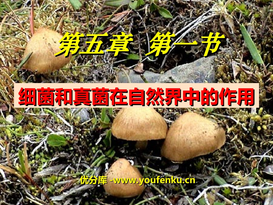 《细菌和真菌在自然界中的作用》细菌和真菌PPT课件_第1页