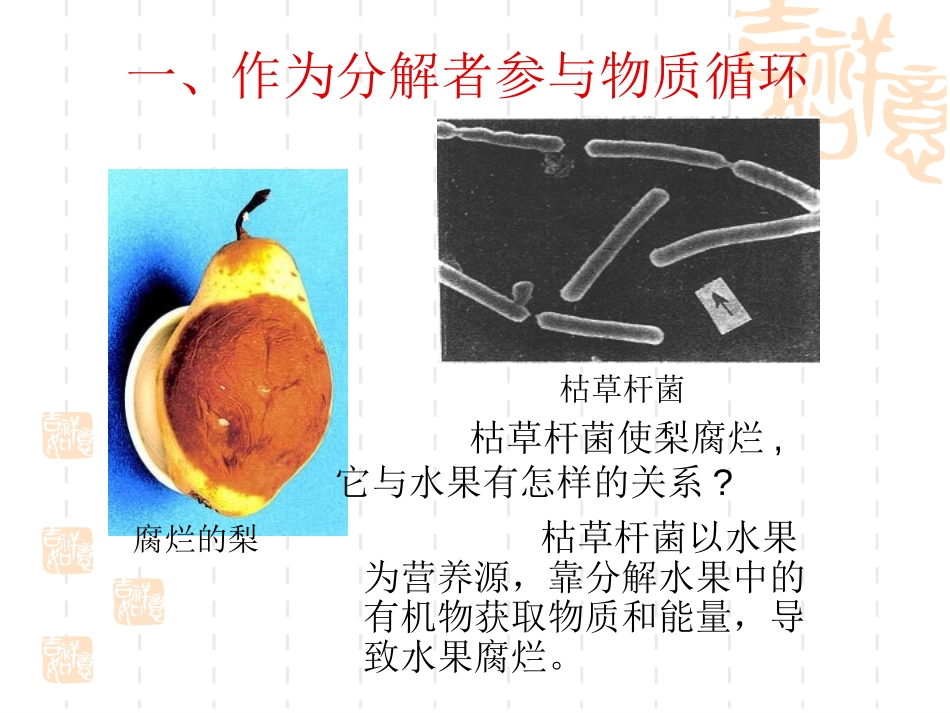 《细菌和真菌在自然界中的作用》细菌和真菌PPT课件_第3页