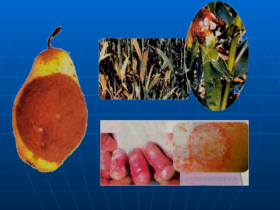 《人类对细菌和真菌的利用》细菌和真菌PPT课件[人教版八年级生物]_第2页