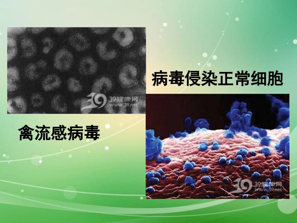 《病毒》PPT课件[人教版八年级生物上册]_第2页