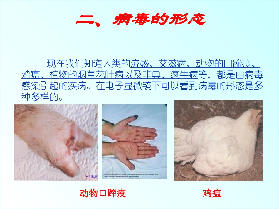 《病毒》PPT课件[人教版八年级生物上册]_第3页
