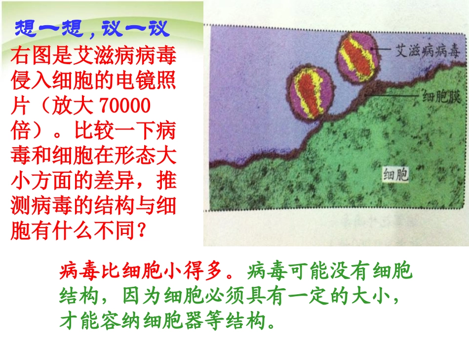 《病毒》PPT课件[人教版八年级生物上册]_第3页