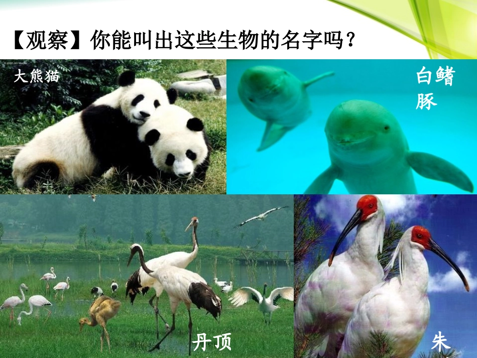 《尝试对生物进行分类》根据生物的特征进行分类PPT课件_第2页