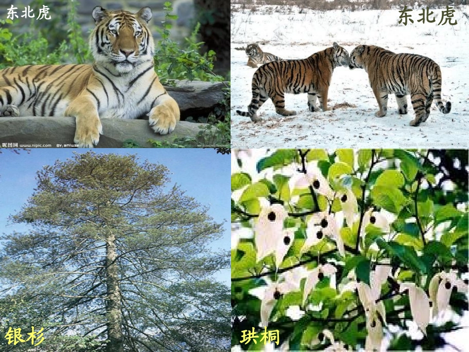 《尝试对生物进行分类》根据生物的特征进行分类PPT课件_第3页