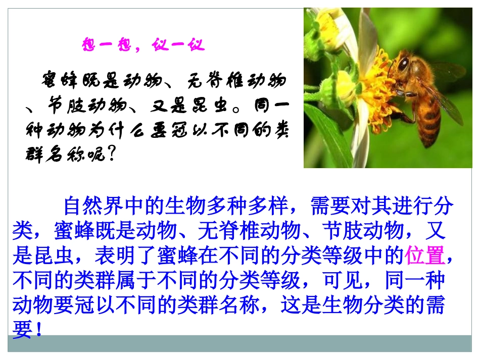 《从种到界》根据生物的特征进行分类PPT课件[人教版八年级生物]_第1页