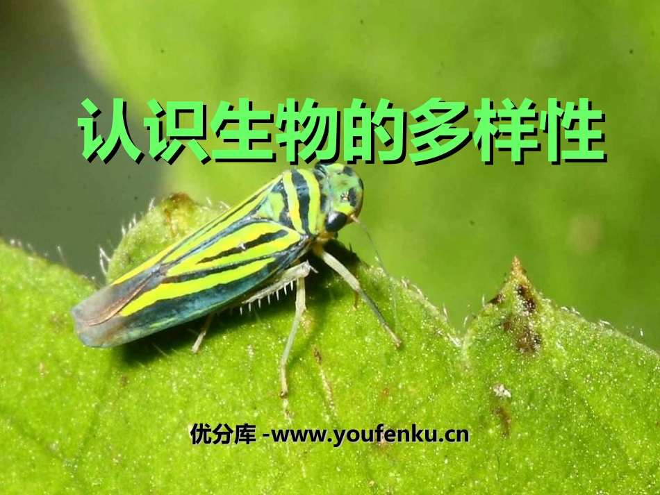 《认识生物的多样性》PPT课件[人教版八年级生物上册]_第1页
