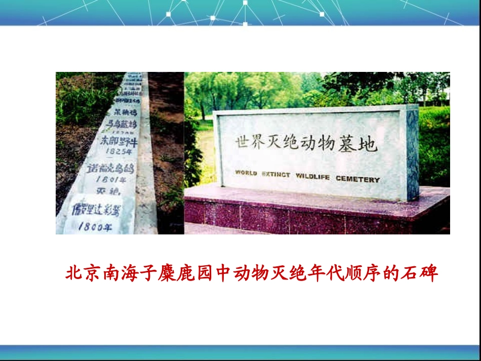 《保护生物的多样性》PPT课件[人教版八年级生物上册]_第3页