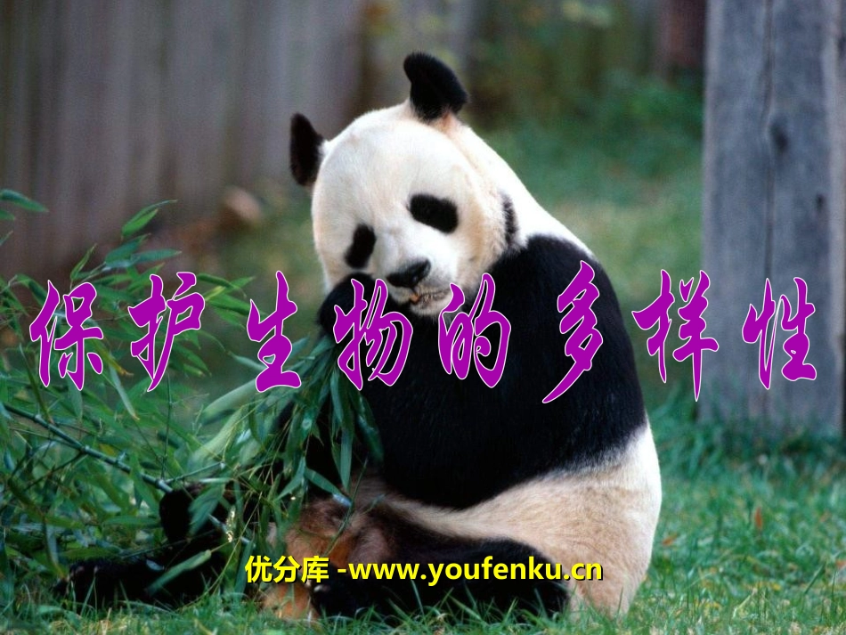 《保护生物的多样性》PPT课件[人教版八年级生物上册]_第1页