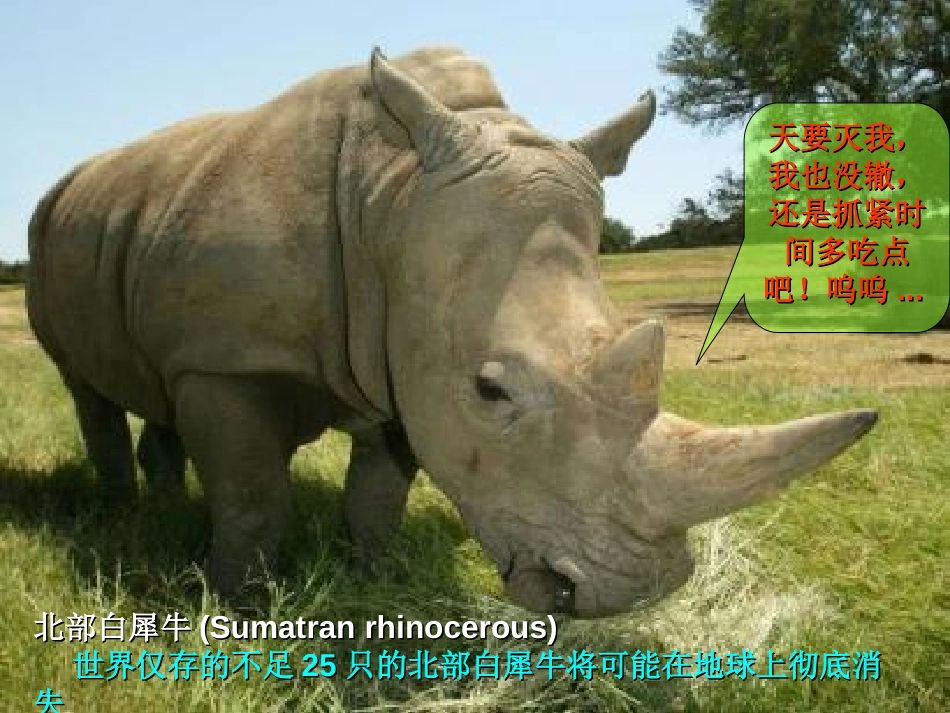 《保护生物的多样性》PPT课件[人教版八年级生物上册]_第3页