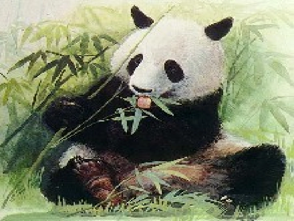 《保护生物的多样性》PPT课件[人教版八年级生物上册]_第2页