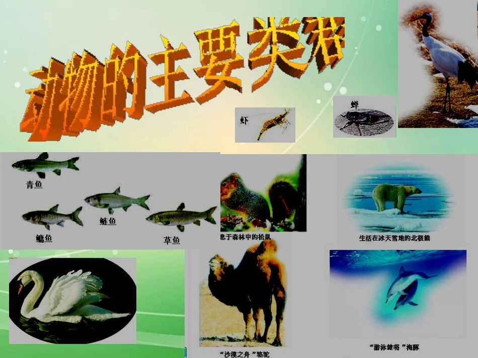 《八年级生物总复习》PPT课件[人教版八年级生物上册]_第3页