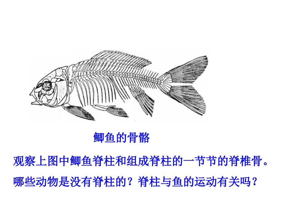 《鱼》动物的主要类群PPT课件[人教版八年级生物上册]_第2页