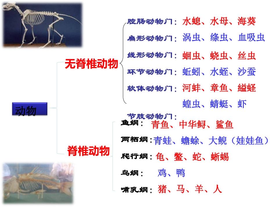 《鱼》动物的主要类群PPT课件[人教版八年级生物上册]_第3页