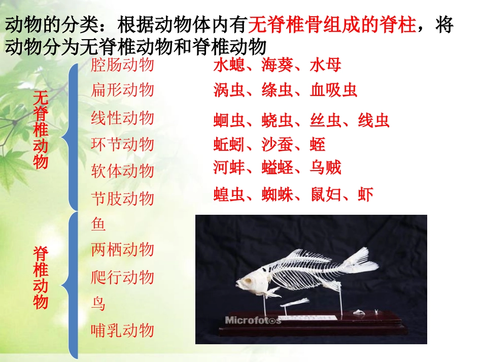《鱼》动物的主要类群PPT课件[人教版八年级生物上册]_第3页