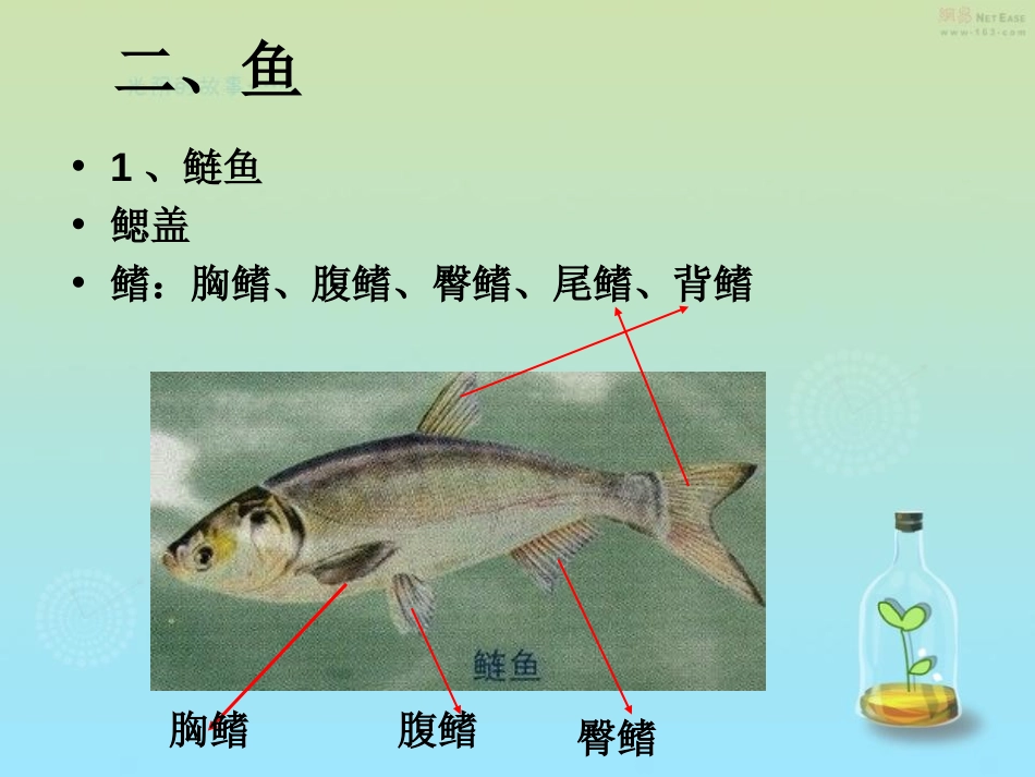 《鱼》动物的主要类群PPT课件[人教版八年级生物上册]_第3页
