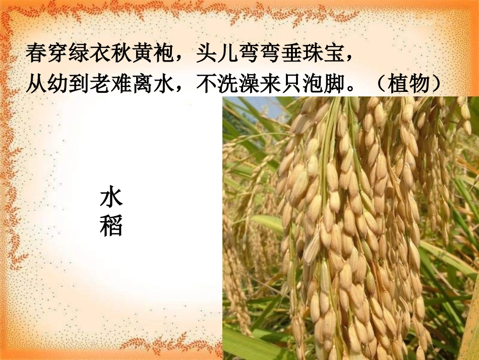《金色的秋天》PPT课件[二年级音乐上册]_第3页
