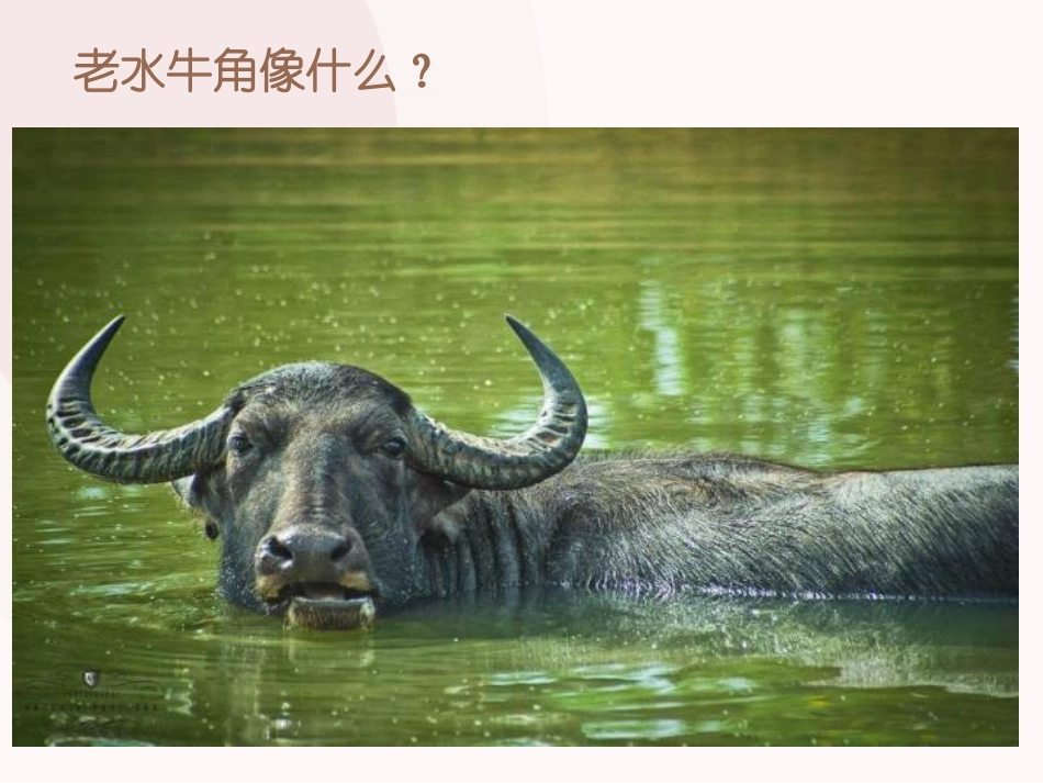 《老水牛角弯弯》PPT课件[三年级音乐上册]_第3页