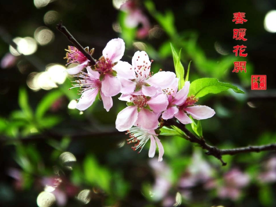 《四季童趣》PPT课件[三年级音乐上册]_第2页