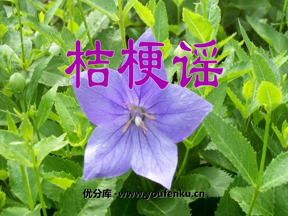 《桔梗谣》PPT课件[三年级音乐上册]_第1页