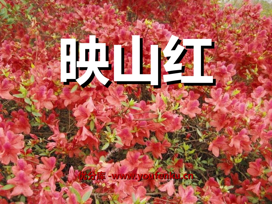 《映山红》PPT课件[三年级音乐上册]_第1页