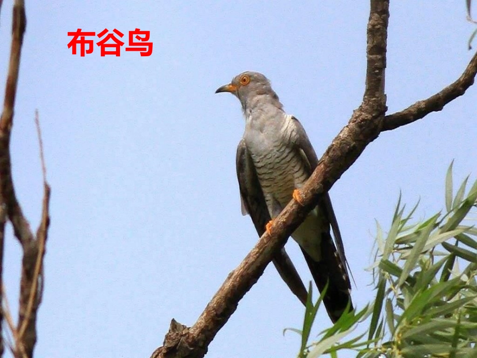 《多年以前》PPT课件[三年级音乐上册]_第2页