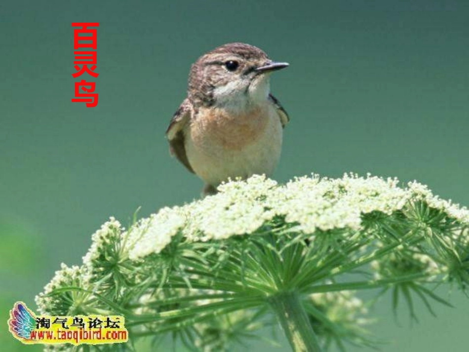《多年以前》PPT课件[三年级音乐上册]_第3页