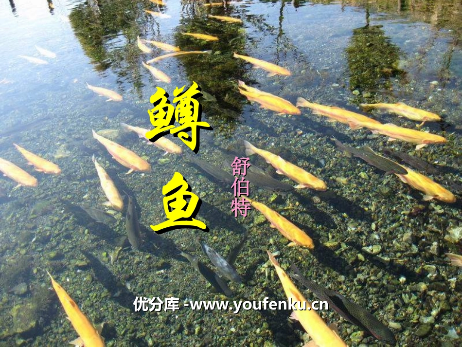《鳟鱼》PPT课件[四年级音乐上册]_第1页