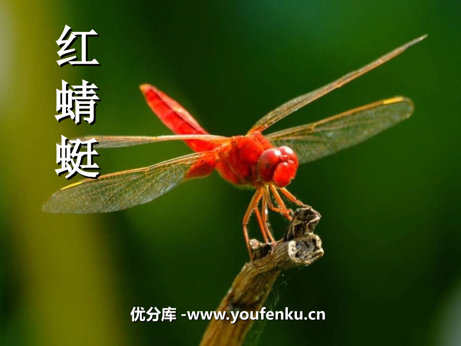 《红蜻蜓》PPT课件[四年级音乐上册]_第1页