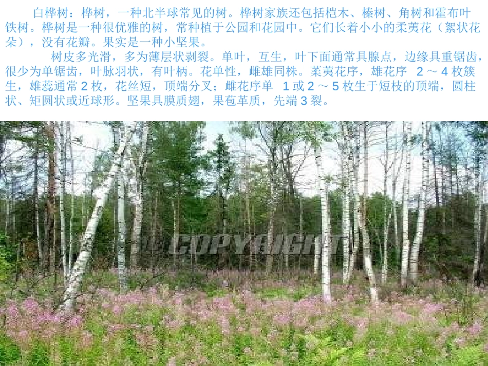 《银色的桦树林》PPT课件[四年级音乐上册]_第2页