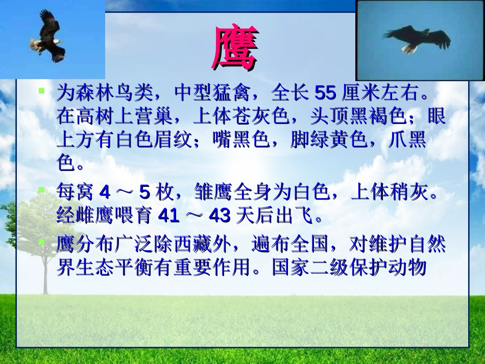 《雏鹰之歌》PPT课件[五年级音乐上册]_第3页