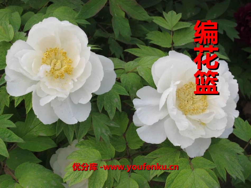 《编花篮》音乐PPT课件[六年级音乐上册]_第1页