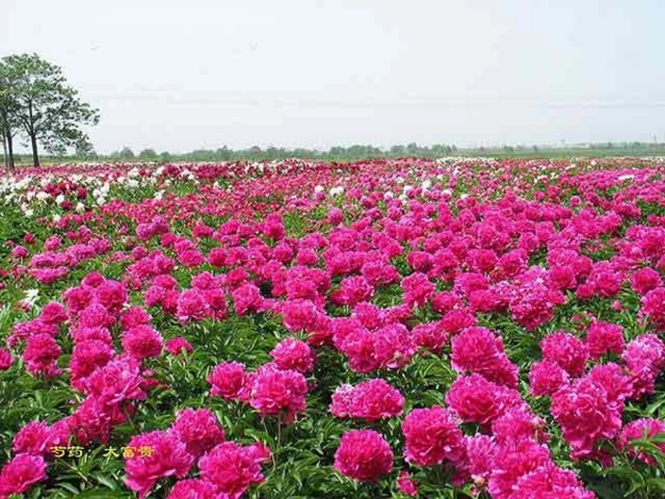 《编花篮》音乐PPT课件[六年级音乐上册]_第3页