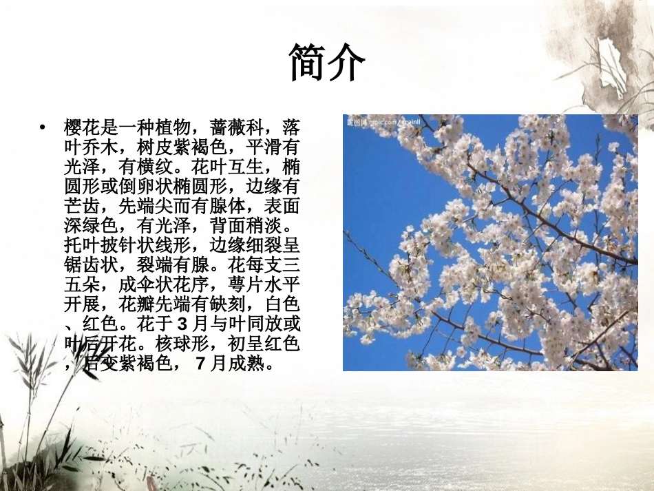 《樱花》PPT课件[七年级音乐上册]_第2页
