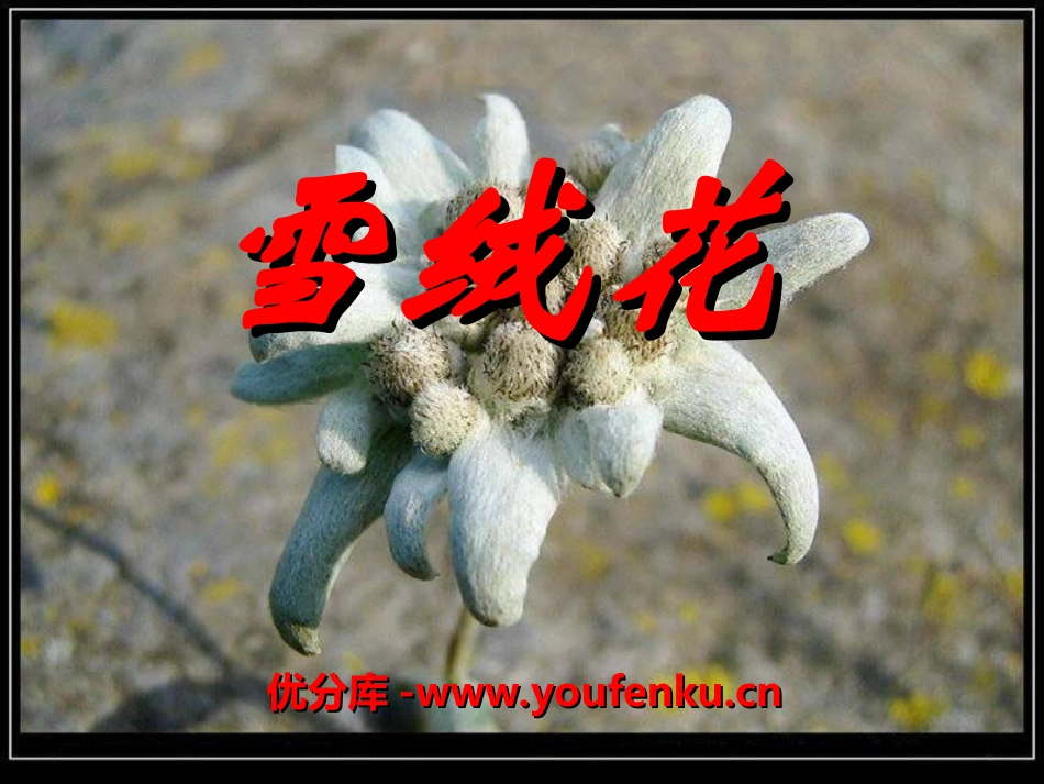 《雪绒花》PPT课件[七年级音乐上册]_第1页