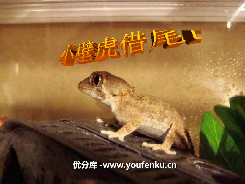 《小壁虎借尾巴》PPT课件[幼儿园语言课件]_第1页