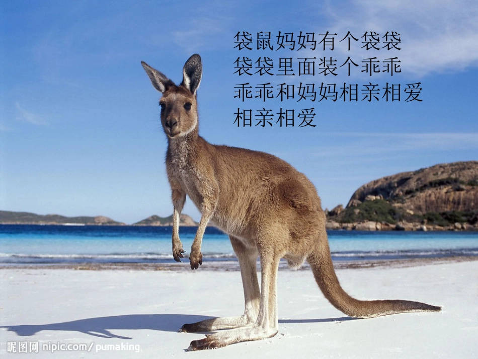 《袋鼠妈妈》PPT课件[幼儿园科学课件]_第2页