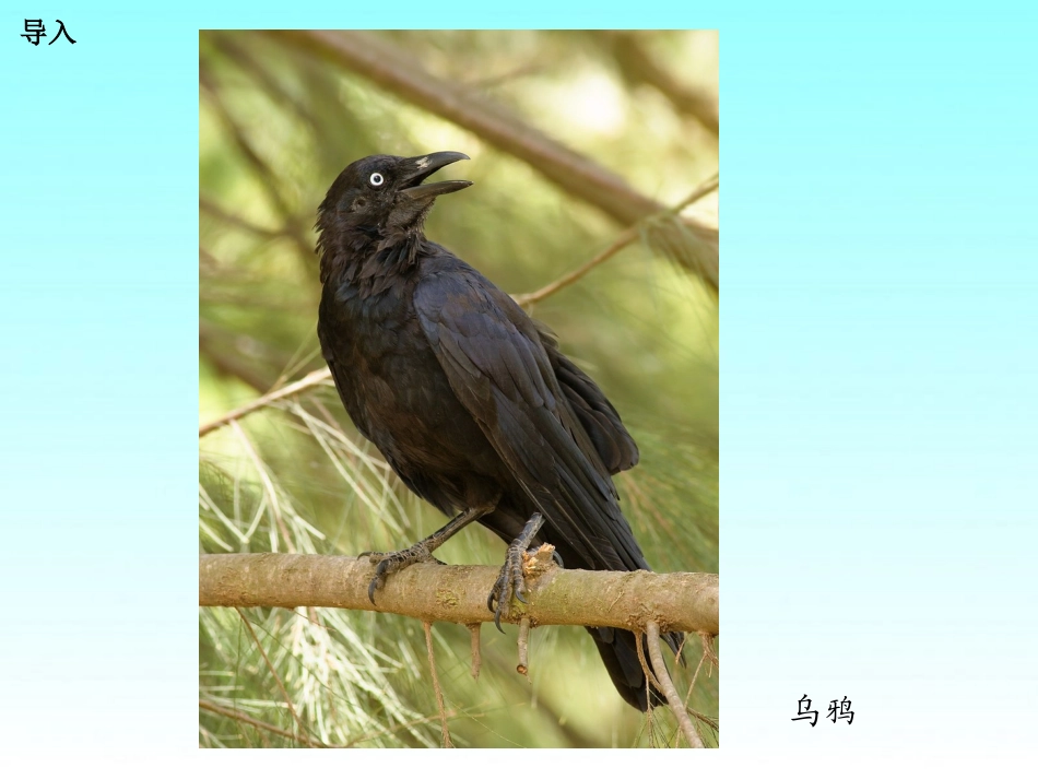 《乌鸦喝水》PPT课件[湘教版一年级语文下册]_第2页