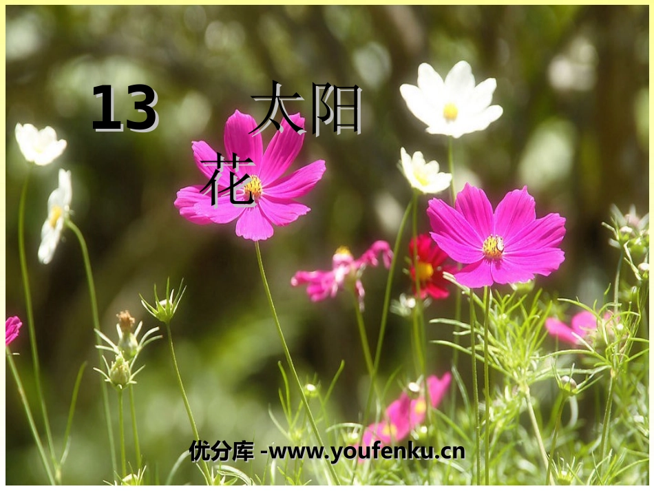 《太阳花》PPT课件[湘教版一年级语文下册]_第1页