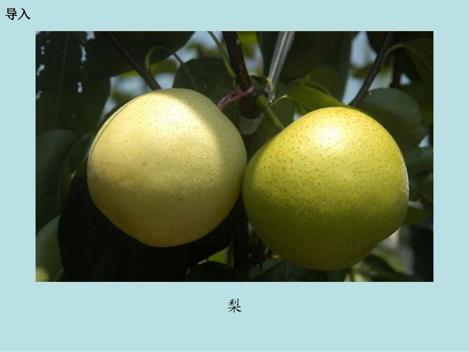 《瓶子里的鸭梨》PPT课件[湘教版一年级语文下册]_第2页